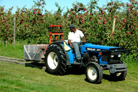 McIntosh Harvest 2012 - Forrence Orchards adjacent to Old Town Road